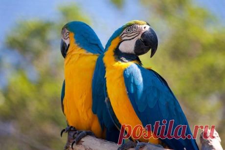 Ара сине-желтый