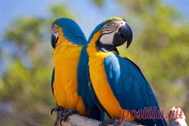 Ара сине-желтый