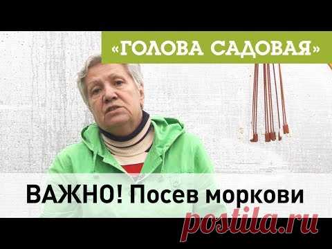 Голова садовая - ВАЖНО! Посев моркови