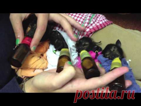 Летучая лисица в австралийском приюте Tolga Bat Hospital — Воротила