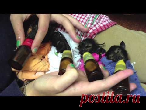 Летучая лисица в австралийском приюте Tolga Bat Hospital — Воротила