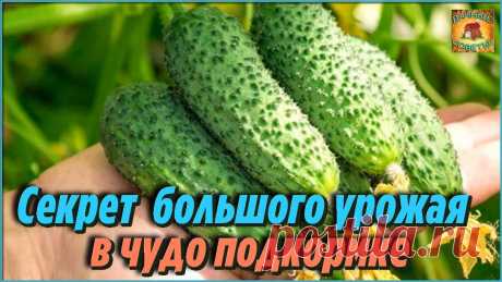 Попробовала и не пожалела! Очень эффективная подкормка для огурцов, чтобы увеличить урожай