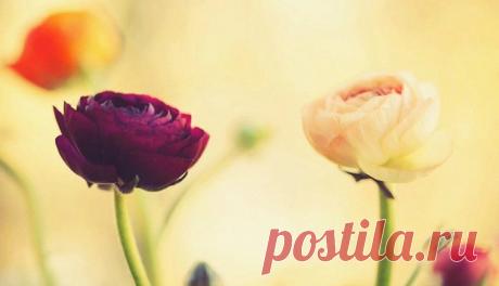 Старый мудрый китаец шёл по заснеженному полю, когда увидел плачущую пожилую женщину. — Почему вы плачете? — спросил он. — Потому что я думаю о своей жизни, молодости, красоте, которую я видела в зеркале, и о мужчине, которого я любила. Бог жесток, что дал способность помнить. Он знал, что я вспомню весну своей жизни и заплачу. Мудрец стоял на снежном поле и пристально смотрел в одну точку и думал. Неожиданно женщина перестала плакать: — Что вы видите там? — спросила она. — Поле роз, — ответил…