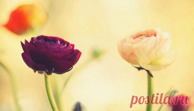 Старый мудрый китаец шёл по заснеженному полю, когда увидел плачущую пожилую женщину. — Почему вы плачете? — спросил он. — Потому что я думаю о своей жизни, молодости, красоте, которую я видела в зеркале, и о мужчине, которого я любила. Бог жесток, что дал способность помнить. Он знал, что я вспомню весну своей жизни и заплачу. Мудрец стоял на снежном поле и пристально смотрел в одну точку и думал. Неожиданно женщина перестала плакать: — Что вы видите там? — спросила она. — Поле роз, — ответил…