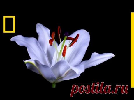 Нежная красота: как распускаются цветы (ускоренная съемка)