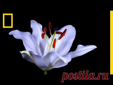 Нежная красота: как распускаются цветы (ускоренная съемка)