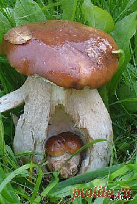 - Красочный виртуальный журнал КАРТИНКИ Удивительные грибы...