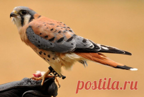 Природа.