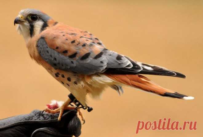 Природа.