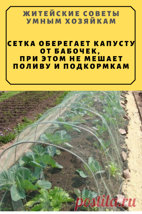 Сетка оберегает капусту от бабочек, при этом не мешает поливу и подкормкам | Житейские Советы