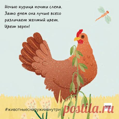Мама, как выглядит курица? Новая книжка-игра для малышей | Папамамам — МИФ