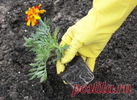 Как вырастить рассаду тагетеса (бархатцев огоньков и т.д.) — 6 соток