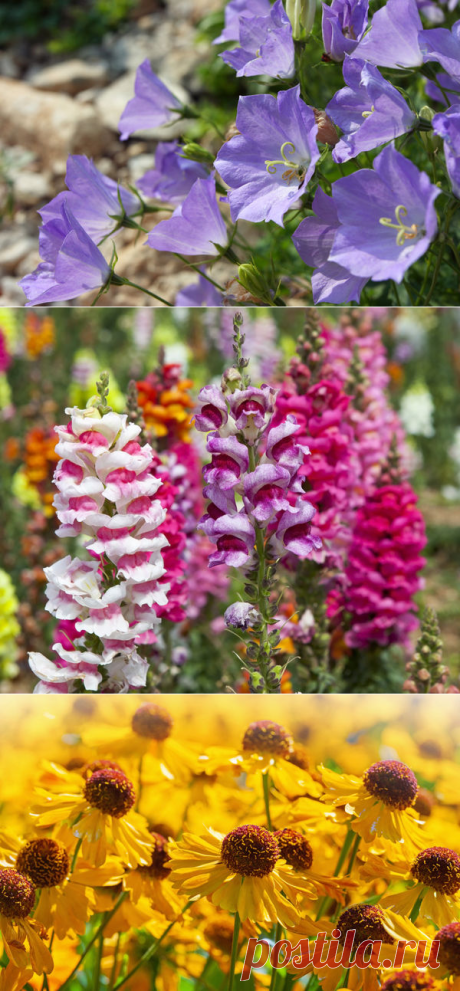 Какие цветы нужно сеять на рассаду в январе