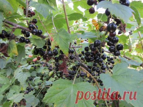 Черная смородина – полезные свойства.