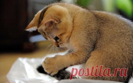 Прикольных котов пост - ЯПлакалъ