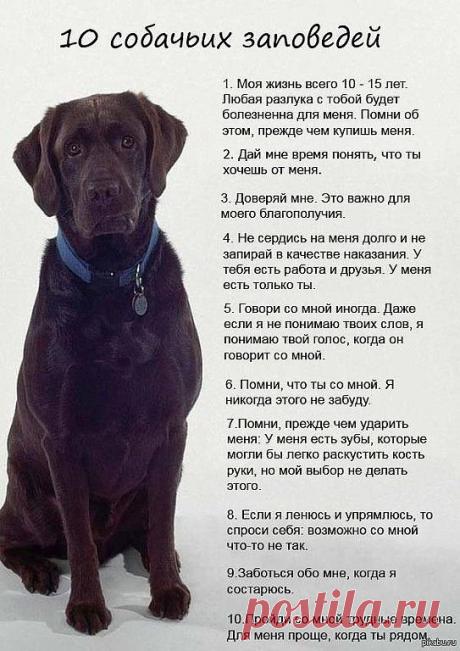 10 собачьих заповедей