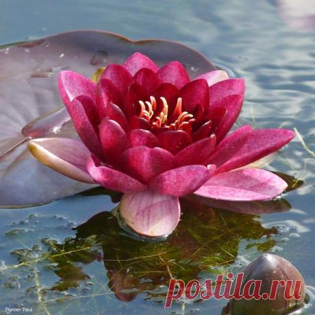 Фото Без названия. Альбом Кувшинки и Лотосы - 117 фото. Фотографии Ольга Дудина.