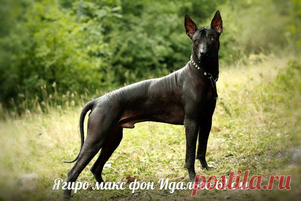 стандартный кобель 61 Ягиро фон Идальго