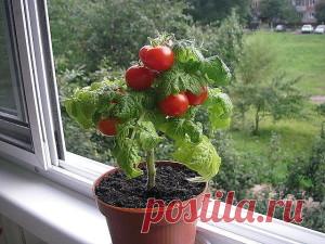 КАК ВЫРАСТИТЬ ПОМИДОРЫ К МАЮ БЕЗ ТЕПЛИЦЫ И БЕЗ РАССАДЫ