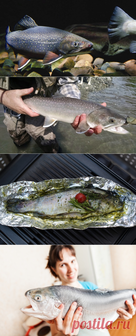 Как почувствовать себя на рыбалке, будто рыба в воде? Про форель | Физкультура и спорт