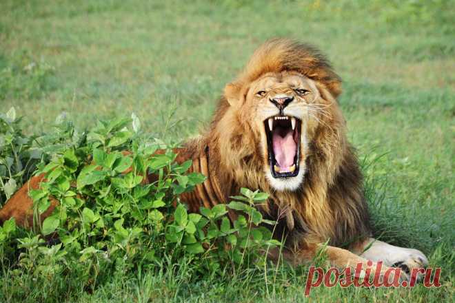 30-David-Lazar-Lion-Teeth.jpg (1100×733)