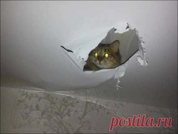 Кошка устроила гнездо в натяжном потолке