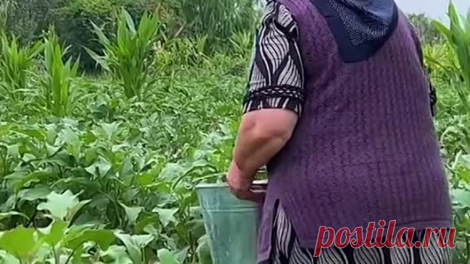 Как готовят Ругу в Азербайджане. Мы мужики обожаем всё вкусное!😊 Гр. Я тебя дружу
