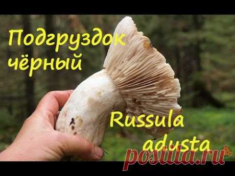 Подгруздок чернеющий. Не проходите мимо. - YouTube