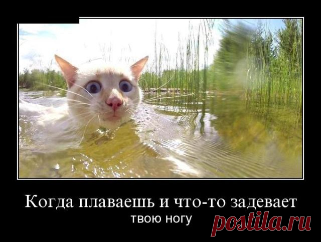 Демотиваторы (30 фото) » Триникси