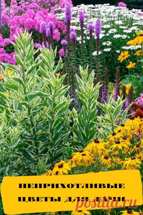 неприхотливые цветы для дачи