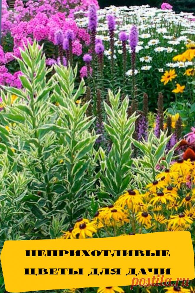неприхотливые цветы для дачи