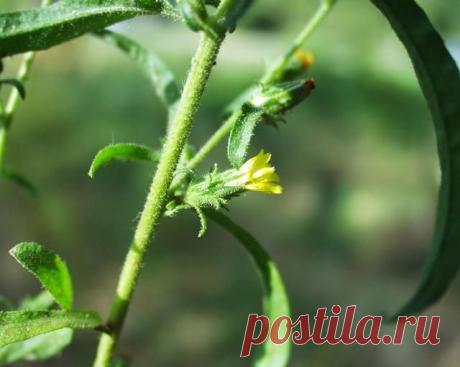 ДЕВЯСИЛ - ТРАВА ОТ МНОГИХ ЗАБОЛЕВАНИЙ