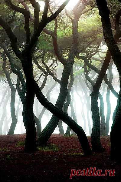 Untitled by HeungSoon | Tree &amp; Path