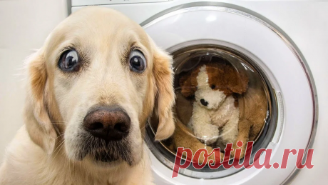 Собачий испуг — это смешно! 20 забавных фото! | Manki Blog | Яндекс Дзен