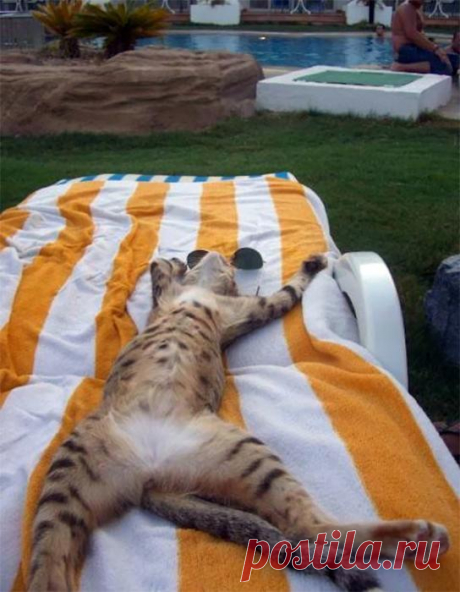 Без кота и отдых не тот!