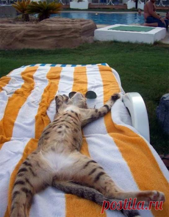 Без кота и отдых не тот!