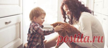 🍀 Чем полезны коты для людей и дома. Энергетические защитники и доктора.