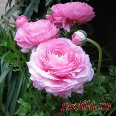 Ранункулюс (Ranunculus) или Азиатский лютик