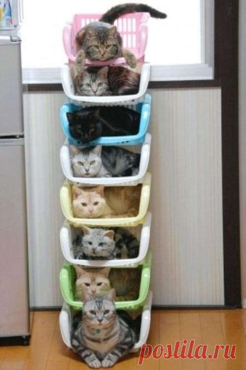 Система хранения котов :) / Живой уголок / Блоги Миллион Меню