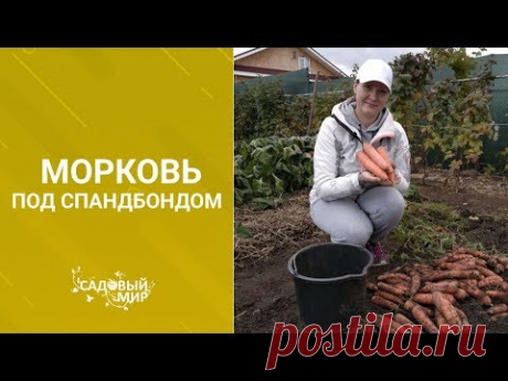 Морковь. Как  получить самый большой урожай.