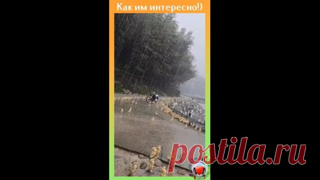 Утята впервые увидели мощный ливень и залипли!