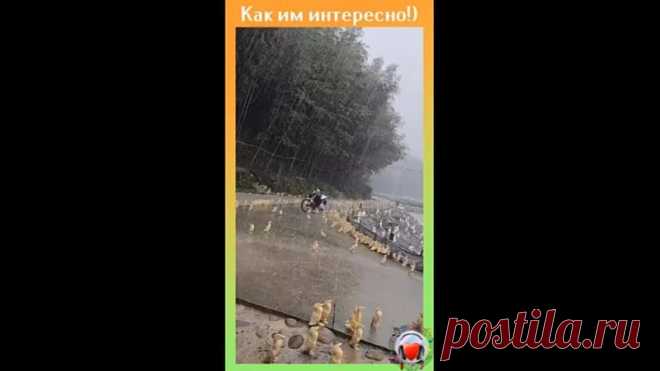 Утята впервые увидели мощный ливень и залипли!