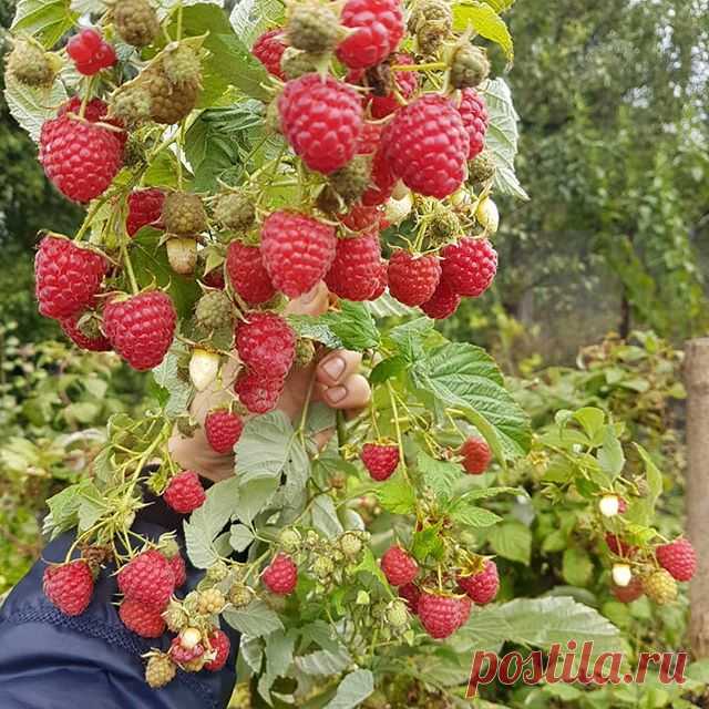 Друзья, сегодня осознала, что уже середина марта🤤 и уже вот-вот начнется садовая пора.

А это значит что времени читать, да и писать будет совсем мало, поэтому давайте разбирать весенние работы уже сейчас.
.
.
✍✍✍✍✍✍✍✍✍✍
Пишите в комментариях как/чем вы боритесь с червячками в малине?
✍✍✍✍✍✍✍✍✍✍
.
.
Итак, начнем с весенних работ в малиннике.
. 
Первое что требуется сделать, освободить пригнутую осенью малину и дать ей возможность постепенно принять вертикальное положение....