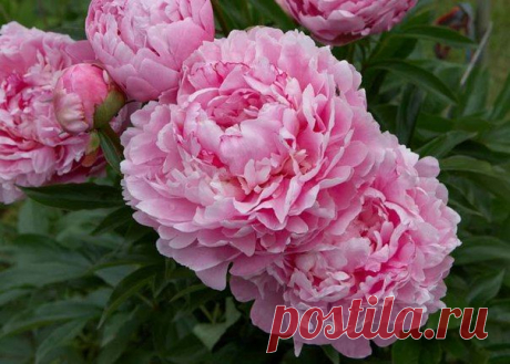 Секреты выращивания пиона