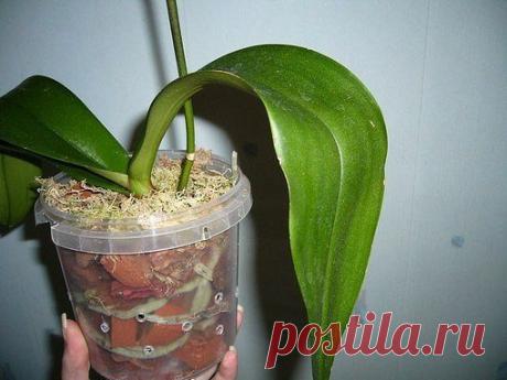 пересадка орхидеи