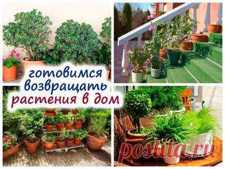 Комнатные растения после лета – что делать перед возвращением в дом?