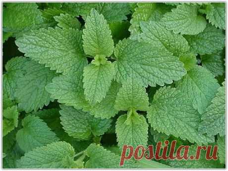 пряный сад | Для дачников.ру