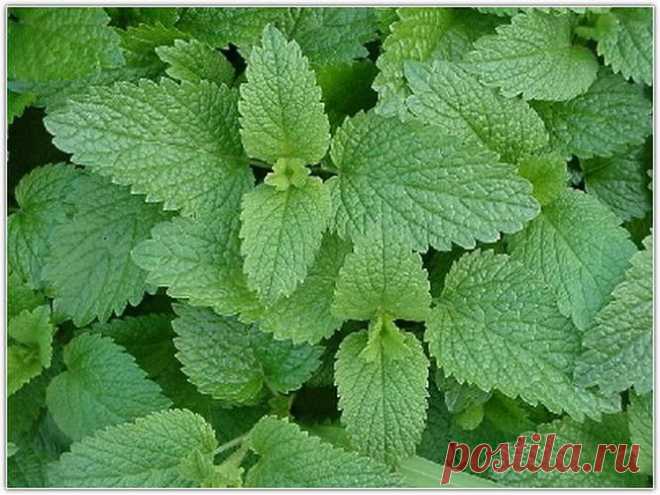 пряный сад | Для дачников.ру