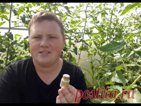 Супер способ!😍 И фитофторы больше нет!🍅🍅🍅