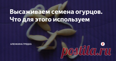 Высаживаем семена огурцов. Что для этого используем Итак, сегодня у нас важное событие мы начинаем высаживать семена.
Дочь у меня в предвкушении этого события с утра. Я ей пообещала, что будем садить семена, когда она вернется из школы.
Вчера я подготовила семена к посадке: прокалибровала, дезинфицировала и замочила. И меньше, чем за сутки они проросли.
Сегодня семена выглядят вот так. У них образовались белые хвостики размером полсантиметра.
